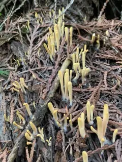 Clavariadelphus sachalinensis thumbnail 1