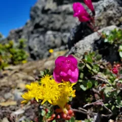Cliff Beardtongue thumbnail 2