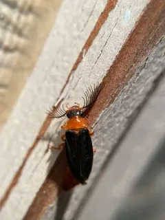 Western Banded Glowworm thumbnail 1