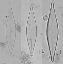 Craticula cuspidata thumbnail 4