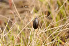 Rhantus suturellus thumbnail 4