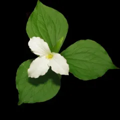large white trillium thumbnail 3