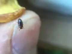 Dacne californica thumbnail 4