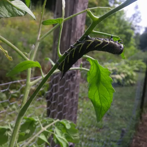 Five-spotted Hawk Moth