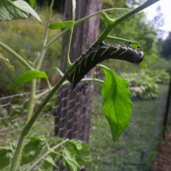 Five-spotted Hawk Moth thumbnail 1