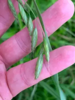 Meadow Brome thumbnail 2