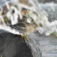 Purple Sandpiper thumbnail 2