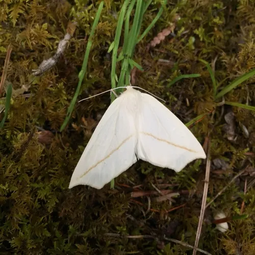 White Slant-line