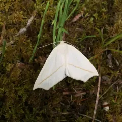 White Slant-line thumbnail 1