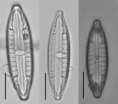 Mastogloia lacustris thumbnail 3