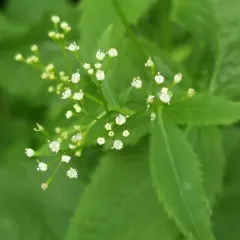 honewort thumbnail 4