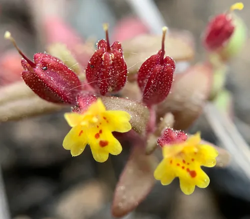 miniature monkeyflower