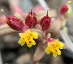 miniature monkeyflower thumbnail 1