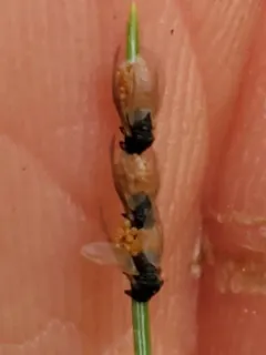 Pine Leaf Adelgid thumbnail 2