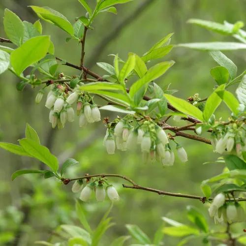 Northern highbush blueberry