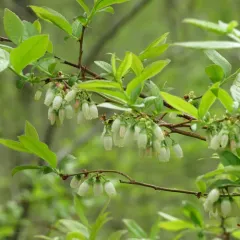 Northern highbush blueberry thumbnail 1