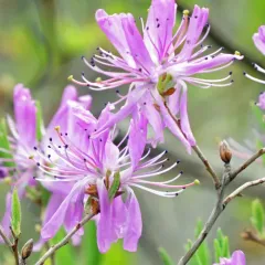 Rhodora thumbnail 2