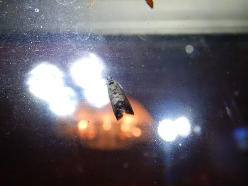 Willow Gall Moth