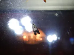Willow Gall Moth thumbnail 1