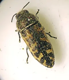 Acmaeodera immaculata thumbnail 3