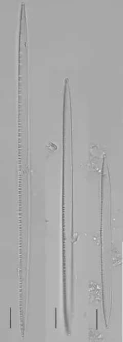 Nitzschia linearis thumbnail 4