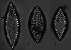 Iconella bifrons thumbnail 3