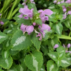 Spotted deadnettle thumbnail 3
