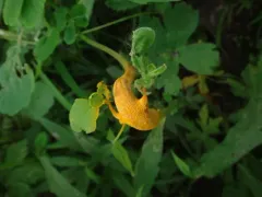 orange wheat rust thumbnail 4