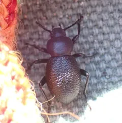 Eleodes scabrosa thumbnail 1