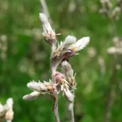 Field Pussytoes thumbnail 2