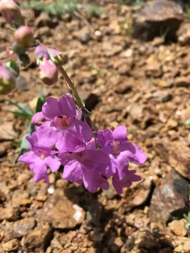 Sidebells Penstemon