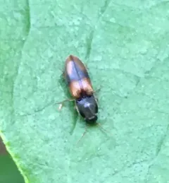 Horistonotus curiatus thumbnail 4