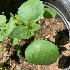 Large-flowered Tomatillo thumbnail 2