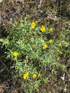Heterotheca wisconsinensis thumbnail 2