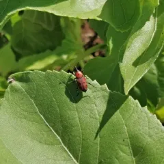 Ironweed Curculio thumbnail 4