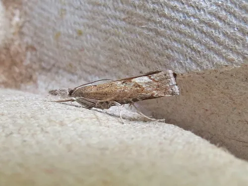 Neodactria zeellus