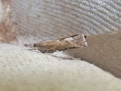 Neodactria zeellus thumbnail 1