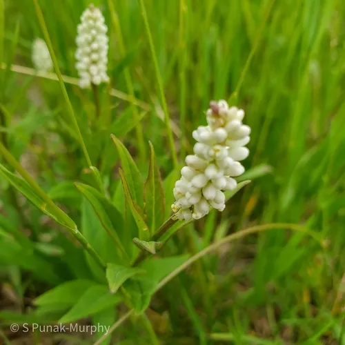 Seneca snakeroot