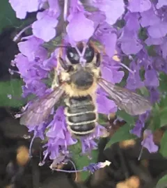 Banded Mud Bee thumbnail 4