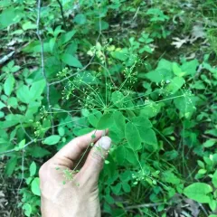 yellow pimpernel thumbnail 1