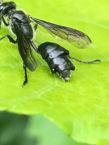 Eupathocera auripedis