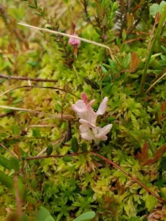 Cranberry Rose Bloom thumbnail 4