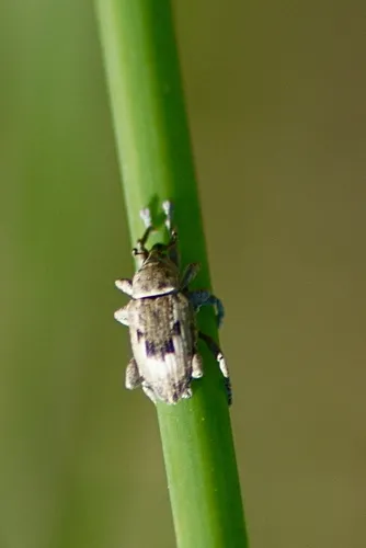 Notiodes limatulus