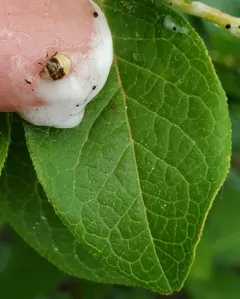 Heath Spittlebug thumbnail 3