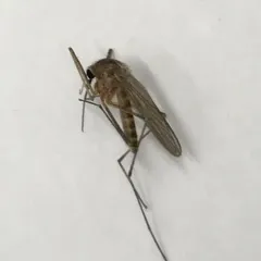 Winter Marsh Mosquito thumbnail 2