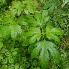 giant ragweed thumbnail 4