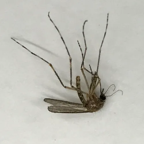 Cattail Mosquito