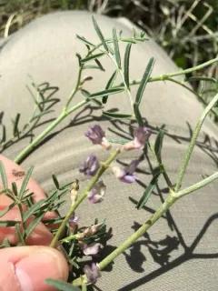 Slender Milkvetch thumbnail 4