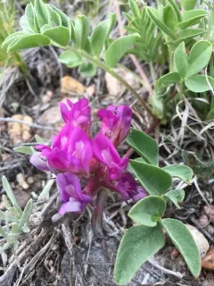 Early Purple Milkvetch thumbnail 3