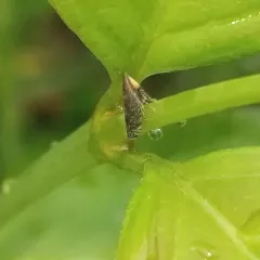 Sharp-nosed Leafhopper thumbnail 3